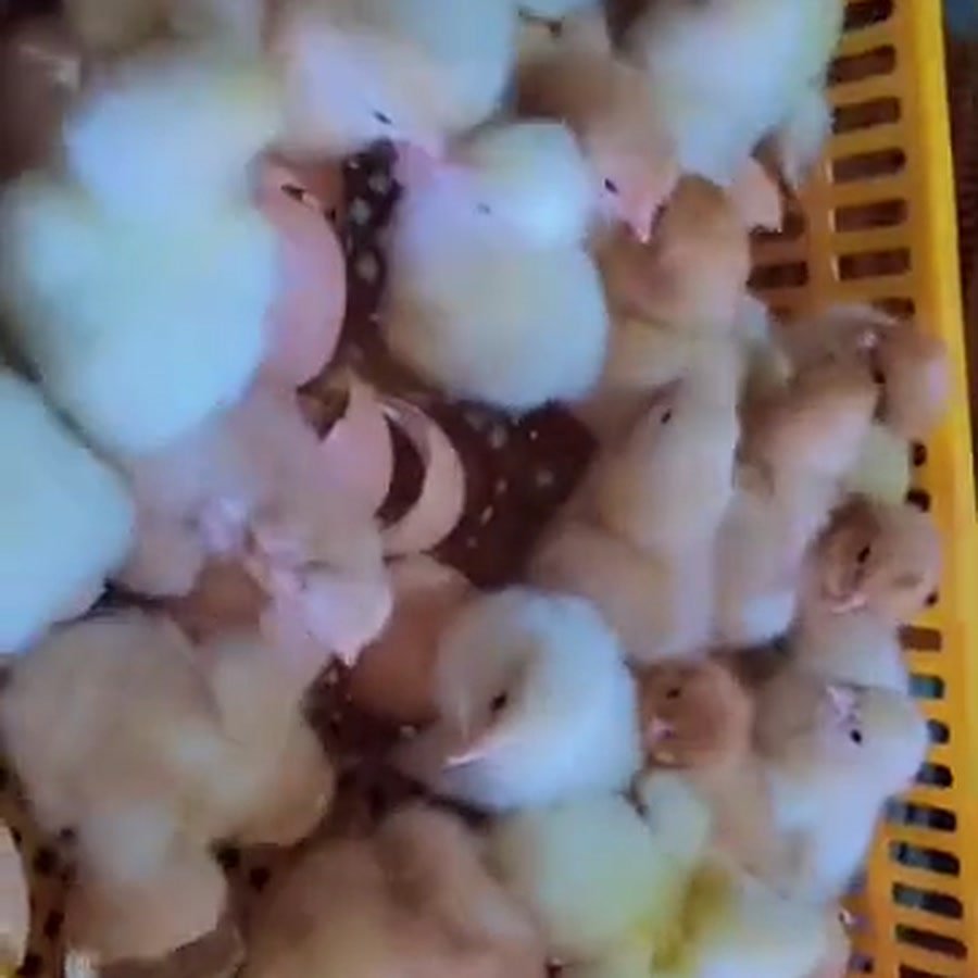 Vaccinated day-old chicks in a crate ready for placement