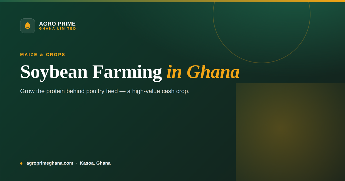Soybean farming in Ghana — soybean crop in a field