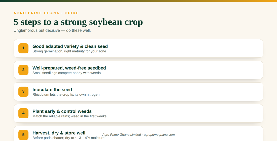 Five steps to a strong soybean crop in Ghana