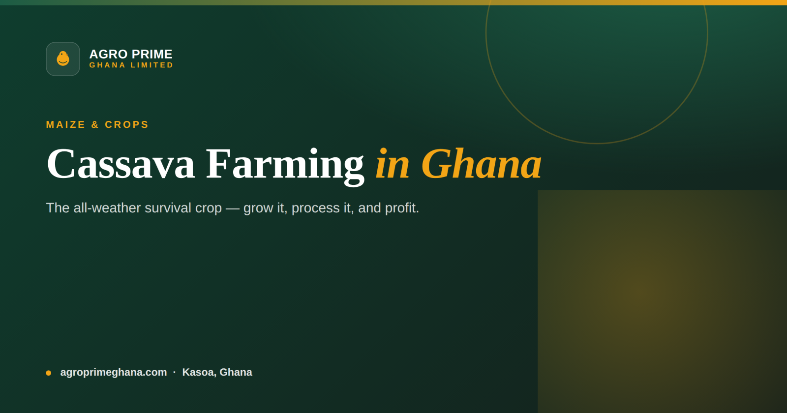 Cassava farming in Ghana — cassava roots and plants