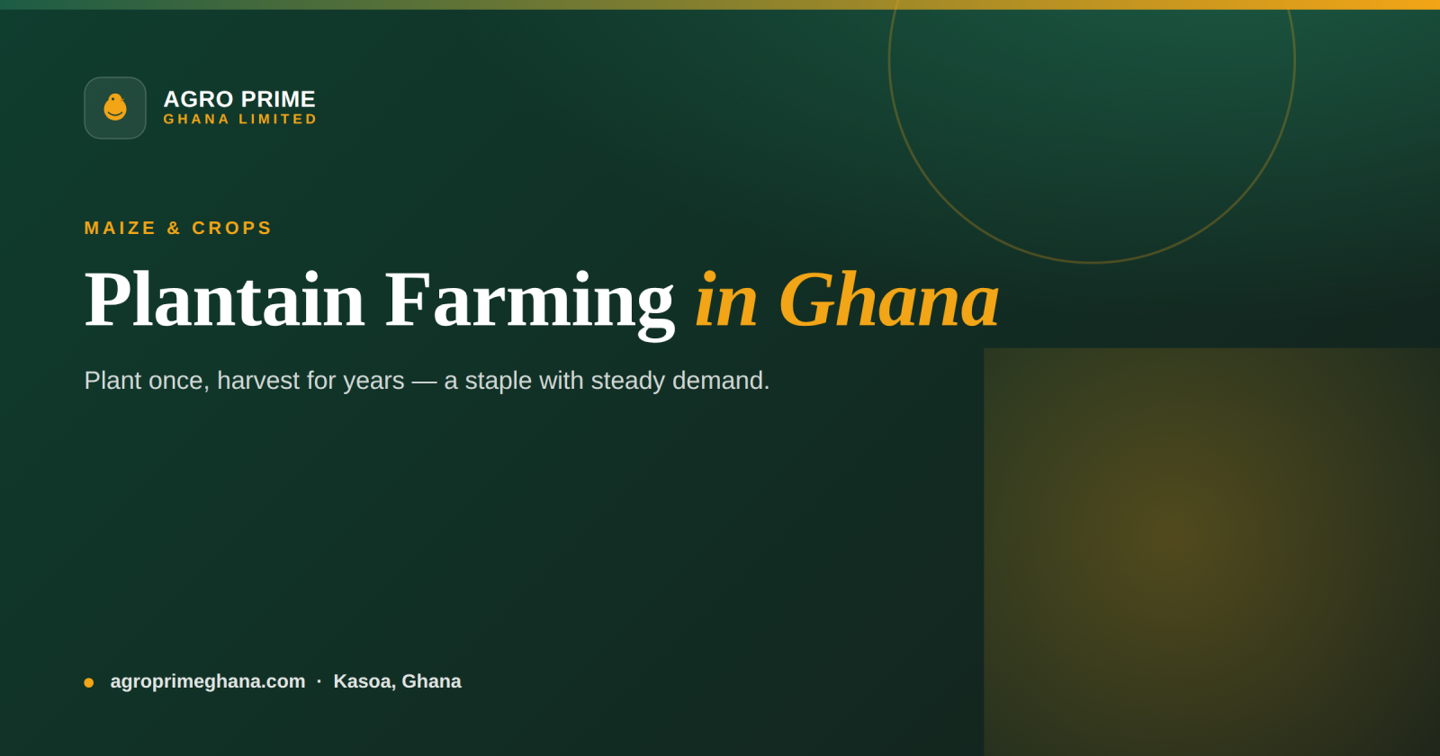 Plantain farming in Ghana — a plantain plantation with bunches