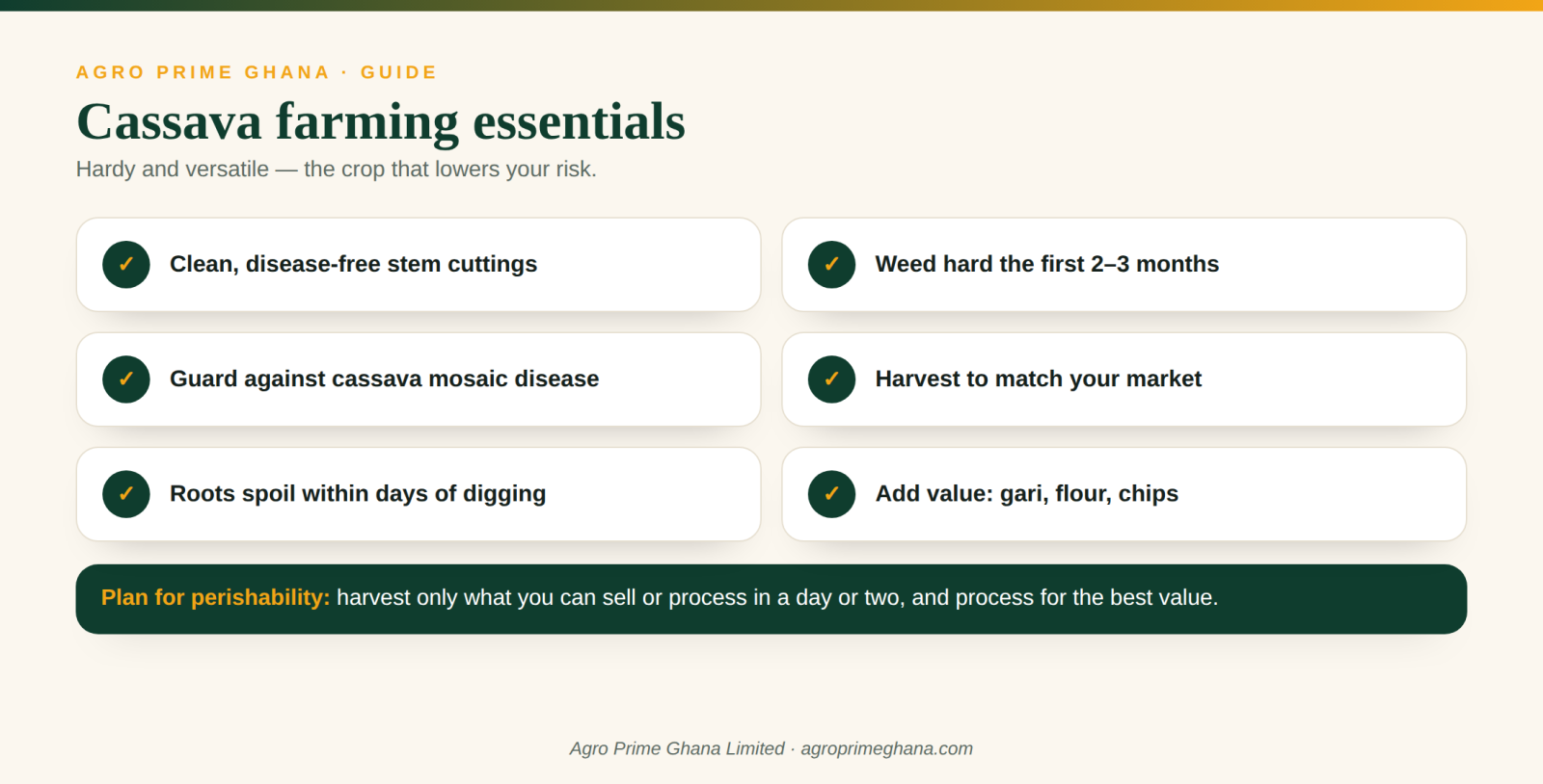 Cassava farming essentials for Ghana: clean cuttings, early weeding, beating perishability