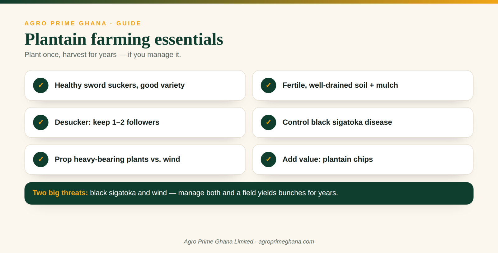 Plantain farming essentials for Ghana: healthy suckers, soil, black sigatoka and wind
