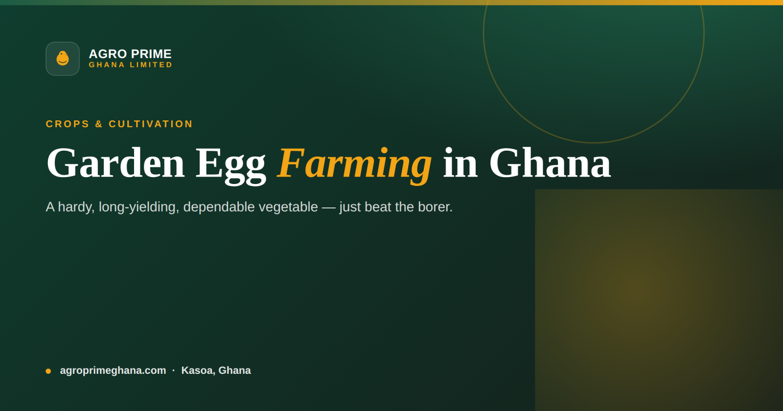 Garden egg farming in Ghana infographic — transplants, long harvest, rotation and borer control