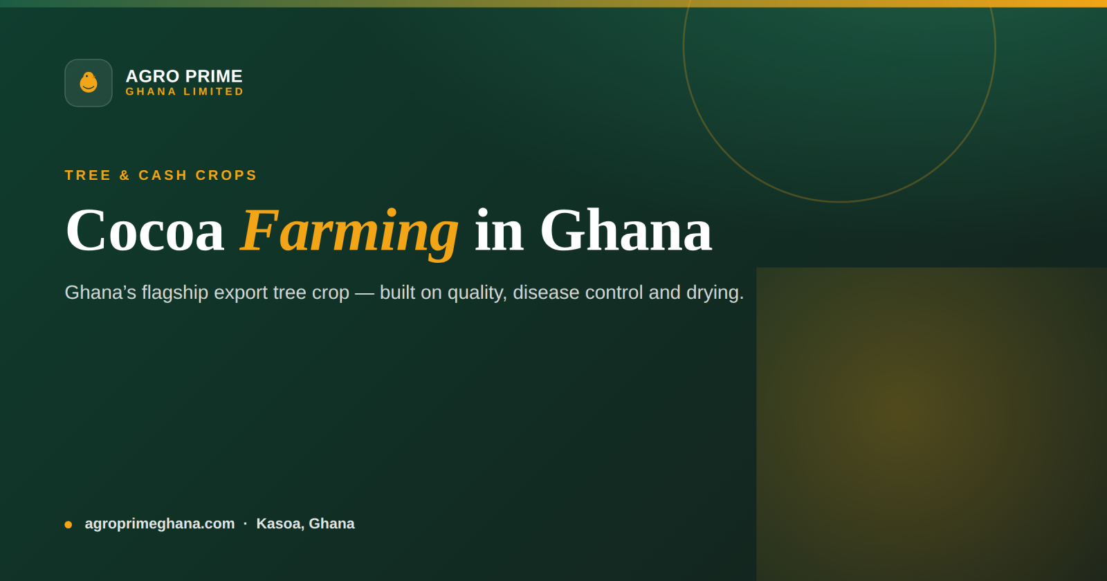 Cocoa farming in Ghana infographic — hybrid seedlings, shade, disease control and bean fermentation