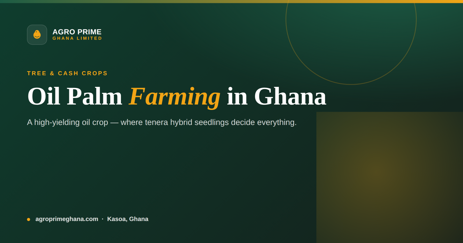 Oil palm farming in Ghana infographic — tenera hybrid seedlings, prompt harvest and processing into oil