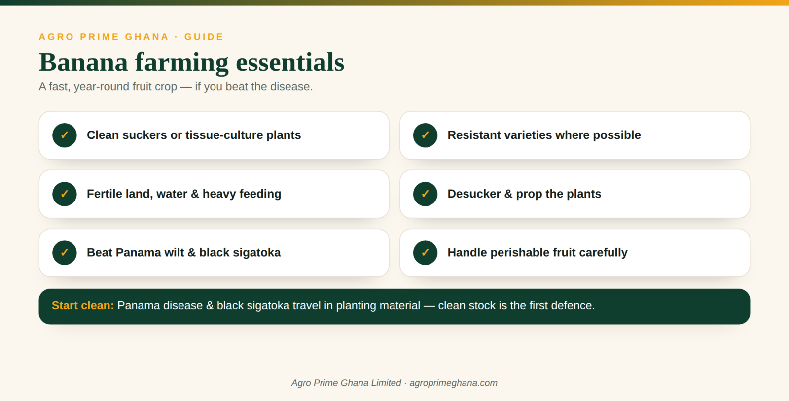 Banana farming essentials: clean tissue-culture stock, resistant varieties and disease control