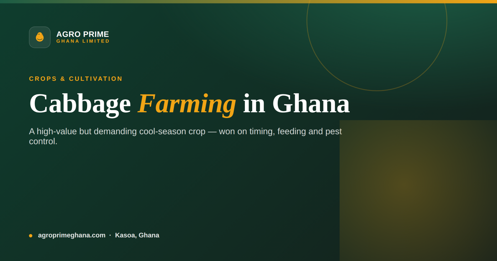 Cabbage farming in Ghana infographic — cool-season timing, heavy feeding and caterpillar control