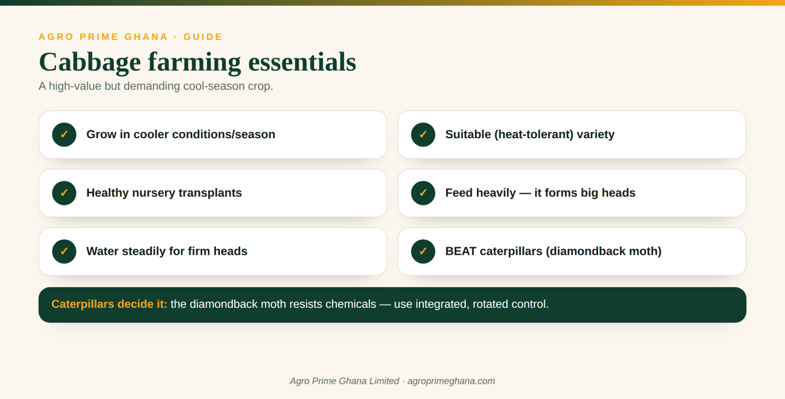 Cabbage farming essentials: cool-season timing, healthy transplants, heavy feeding and caterpillar control