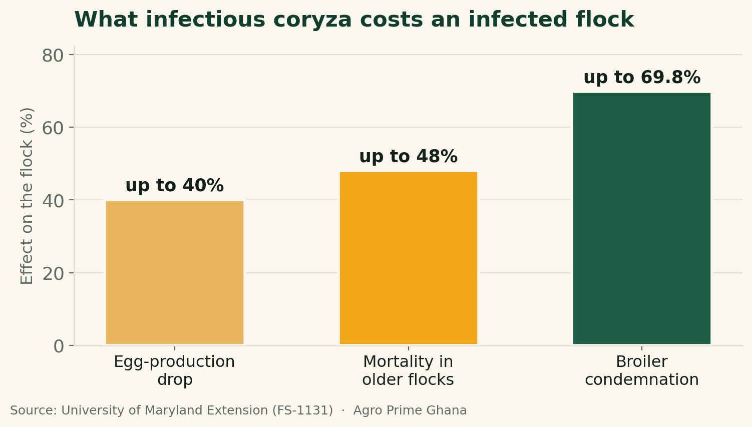 Bar chart of infectious coryza's flock impact: egg-production drop up to 40%, mortality in older flocks up to 48%, broiler condemnation up to about 70%. Source: University of Maryland Extension.