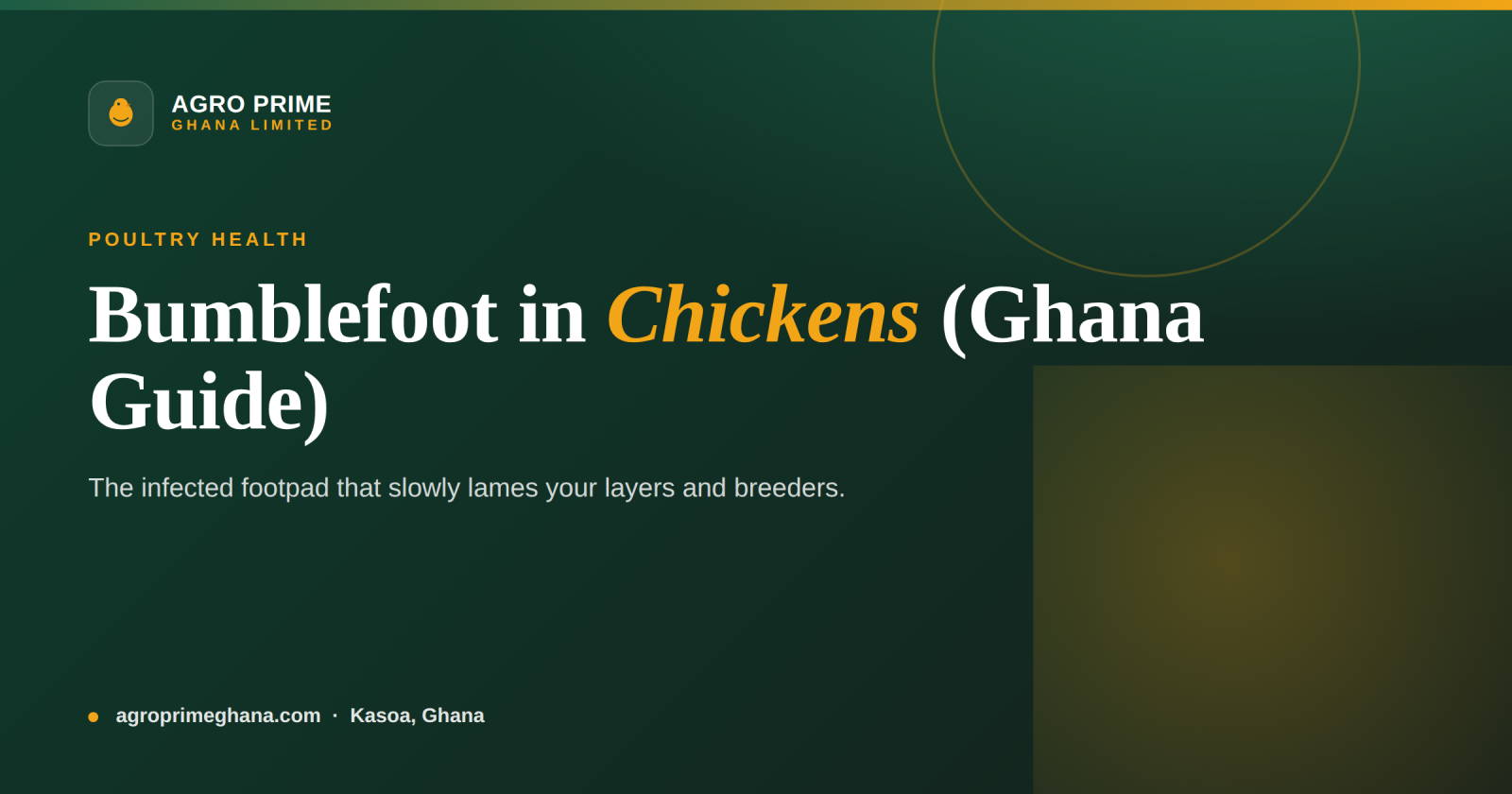 Bumblefoot in Chickens: A Ghana Farmer's Guide — Agro Prime Ghana