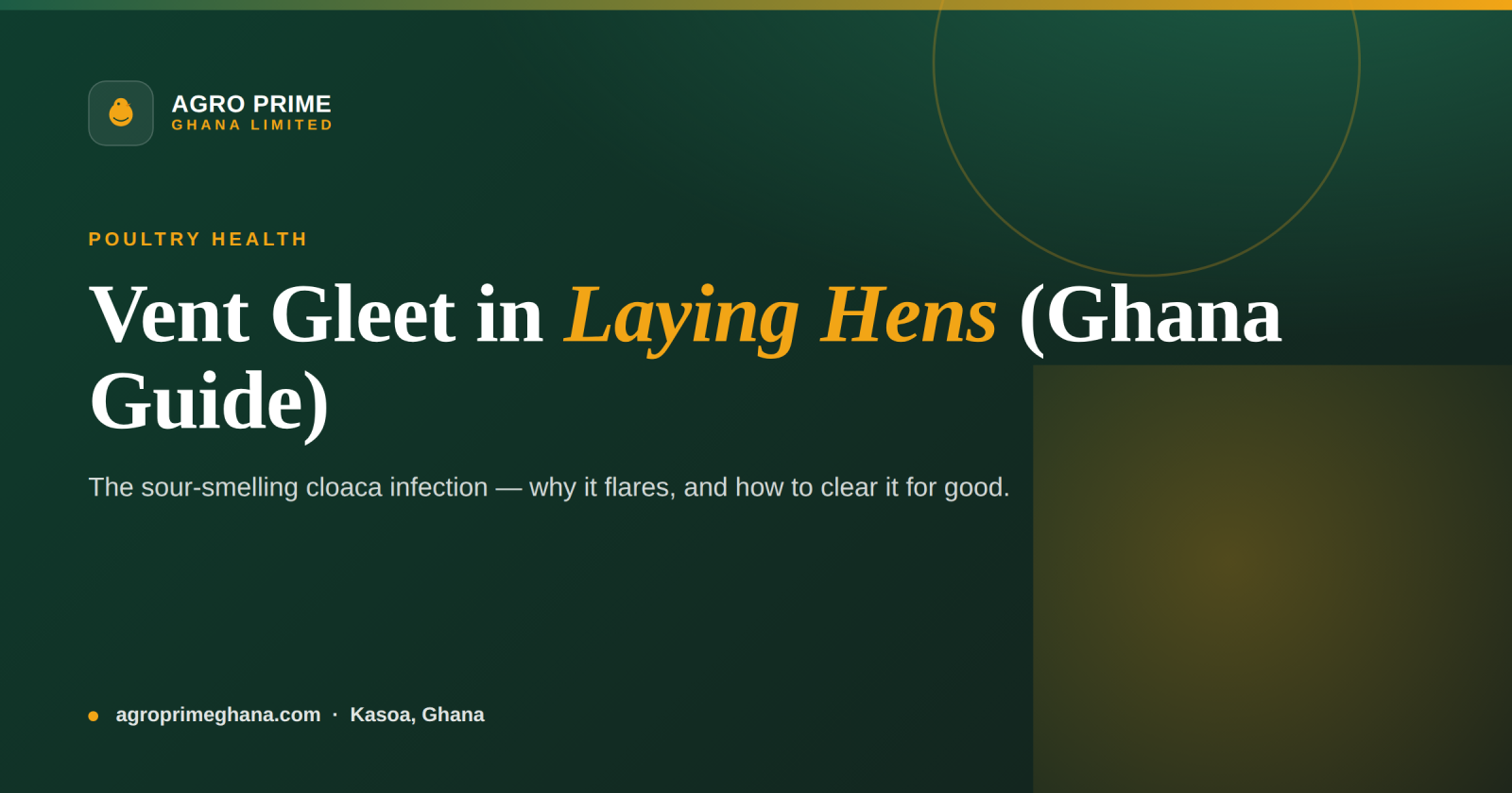 Vent Gleet (Cloacitis) in Hens: A Ghana Farmer's Guide — Agro Prime Ghana