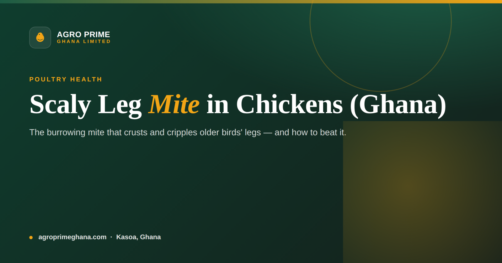 Scaly Leg Mite in Chickens: A Ghana Keeper's Guide — Agro Prime Ghana