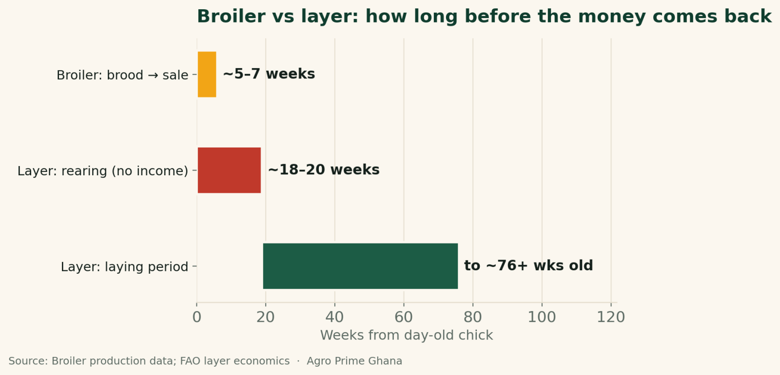 Timeline chart comparing a broiler cycle of about 5 to 7 weeks to market against layers reared 18 to 20 weeks then laying to about 76 weeks of age.