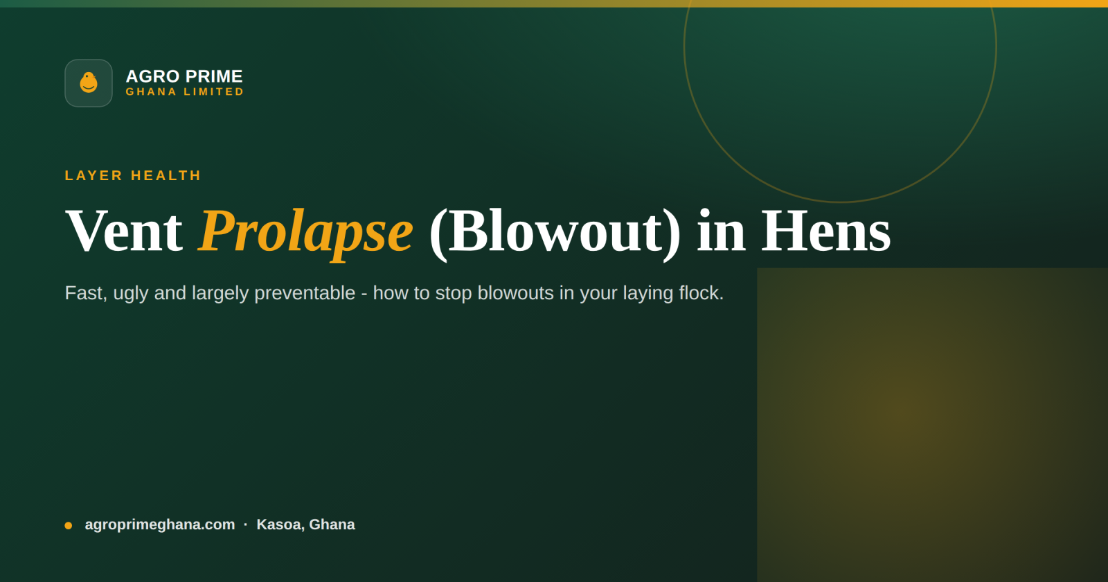 Vent Prolapse (Blowout) in Laying Hens: Ghana Guide — Agro Prime Ghana
