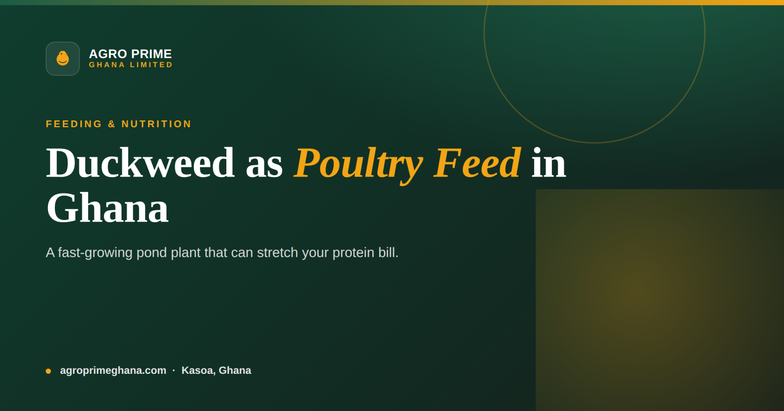 Duckweed (Lemna) as Poultry Feed in Ghana: A Practical Guide — Agro Prime Ghana