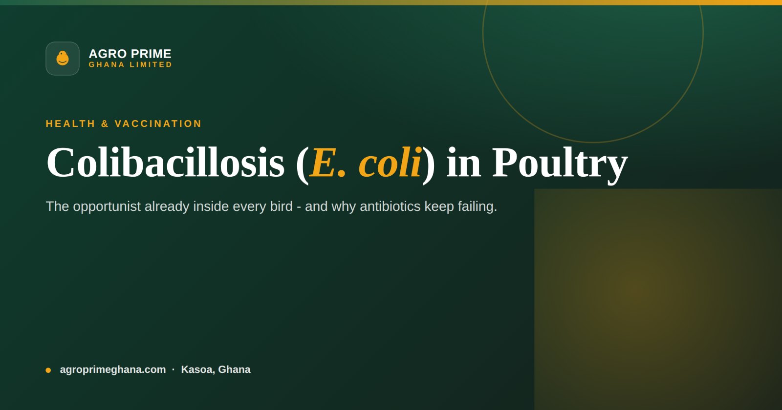 Colibacillosis (E. coli) in Poultry: A Ghana Farmer's Guide — Agro Prime Ghana