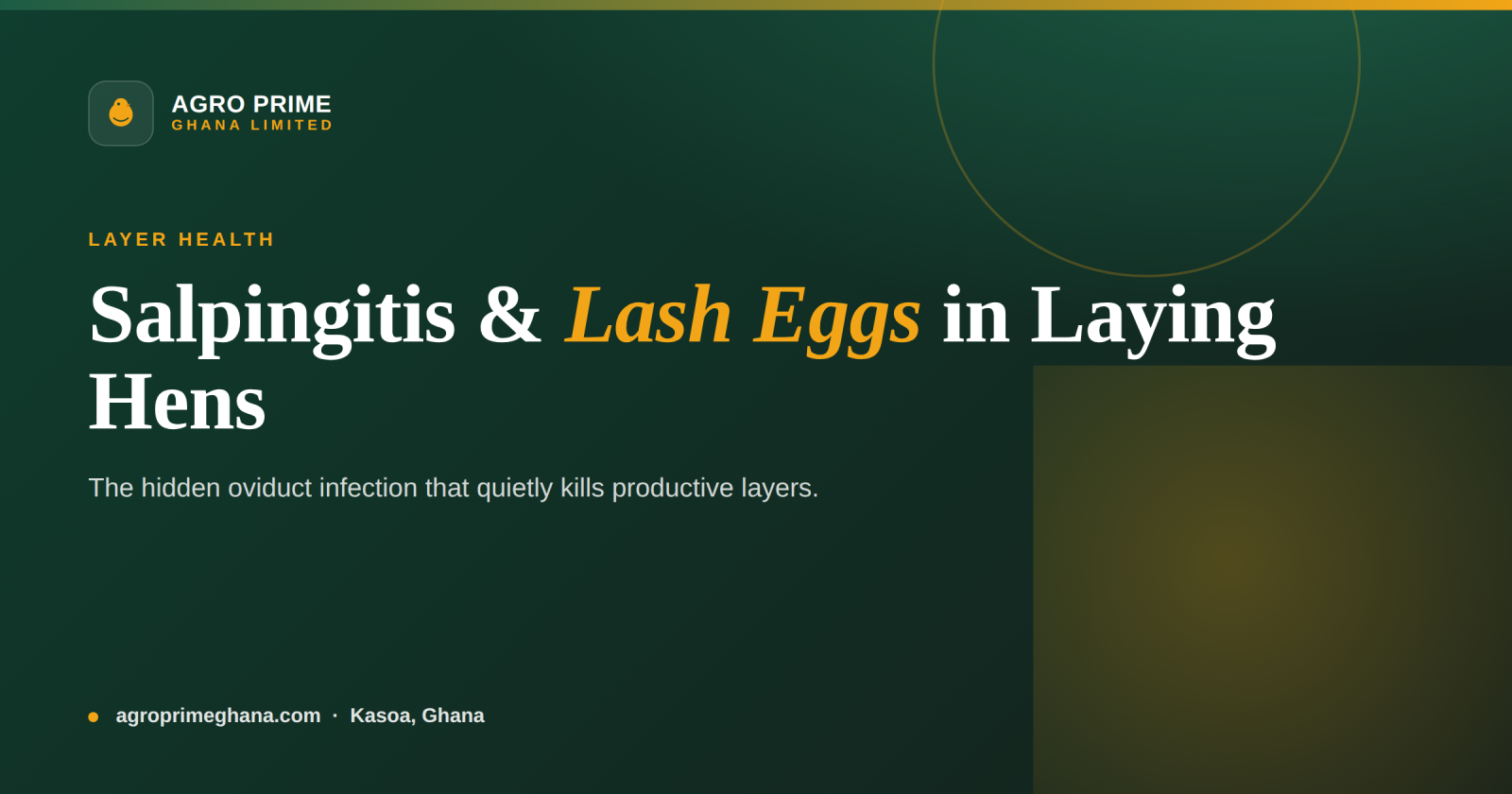 Salpingitis & Lash Eggs in Laying Hens: A Ghana Guide — Agro Prime Ghana