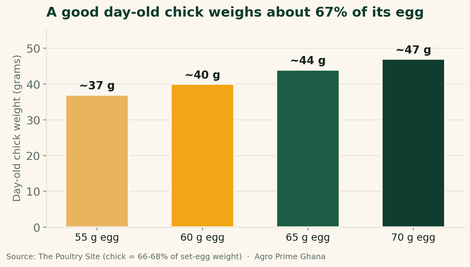 Vertical bar chart showing expected day-old chick weight (~37-47g) for different egg sizes at the 66-68% rule, from The Poultry Site.