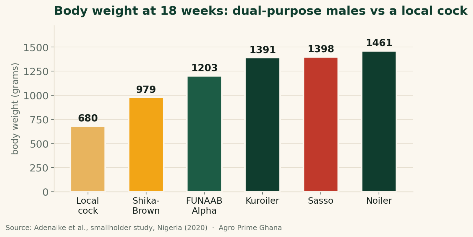 Bar chart of 18-week body weight showing dual-purpose males (Noiler, Sasso, Kuroiler ~1.4 kg) at over double a local cock's 680 g, from a Nigerian smallholder study (2020).