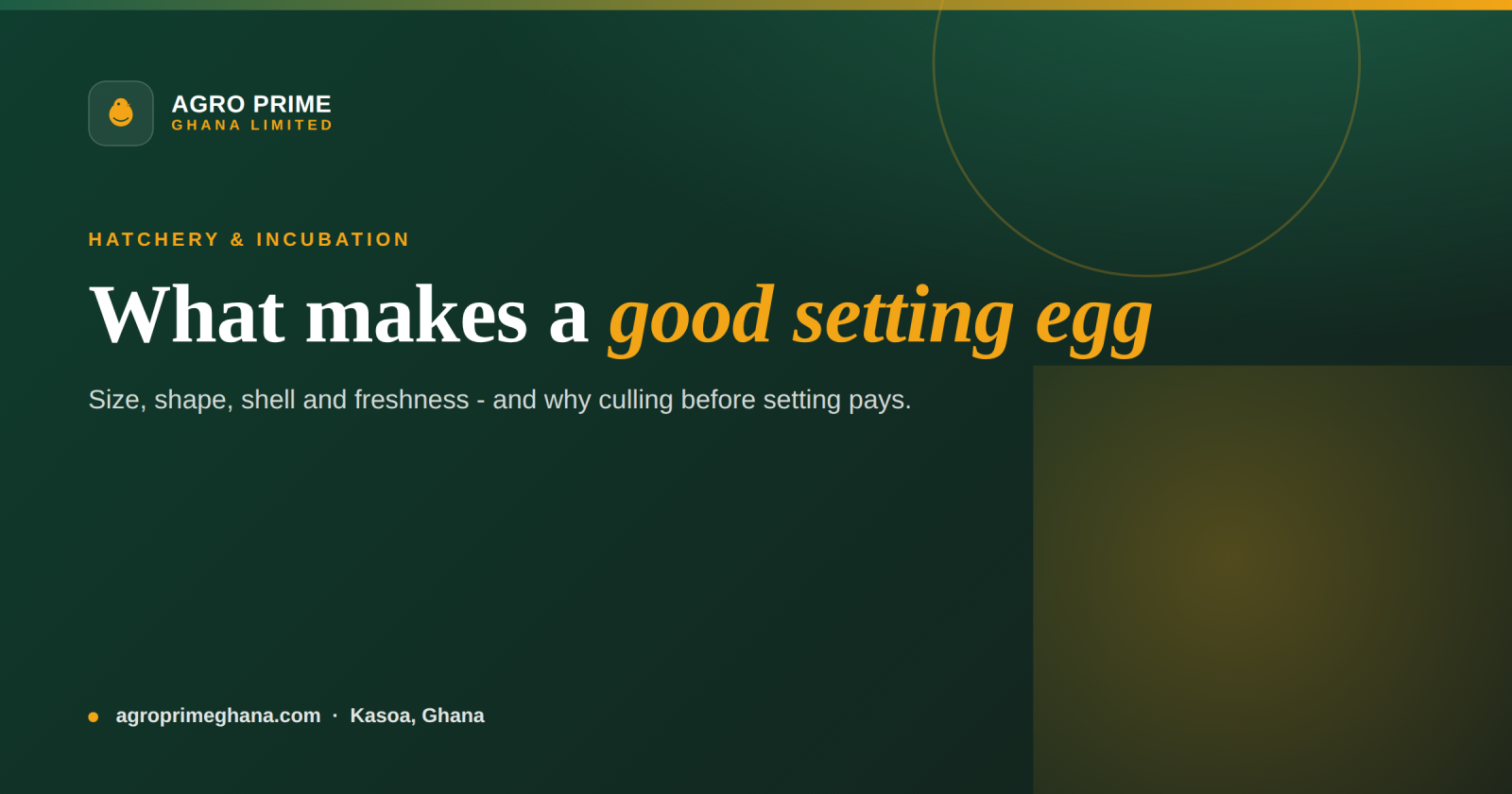 Selecting Hatching Eggs: What Makes a Good Setting Egg — Agro Prime Ghana