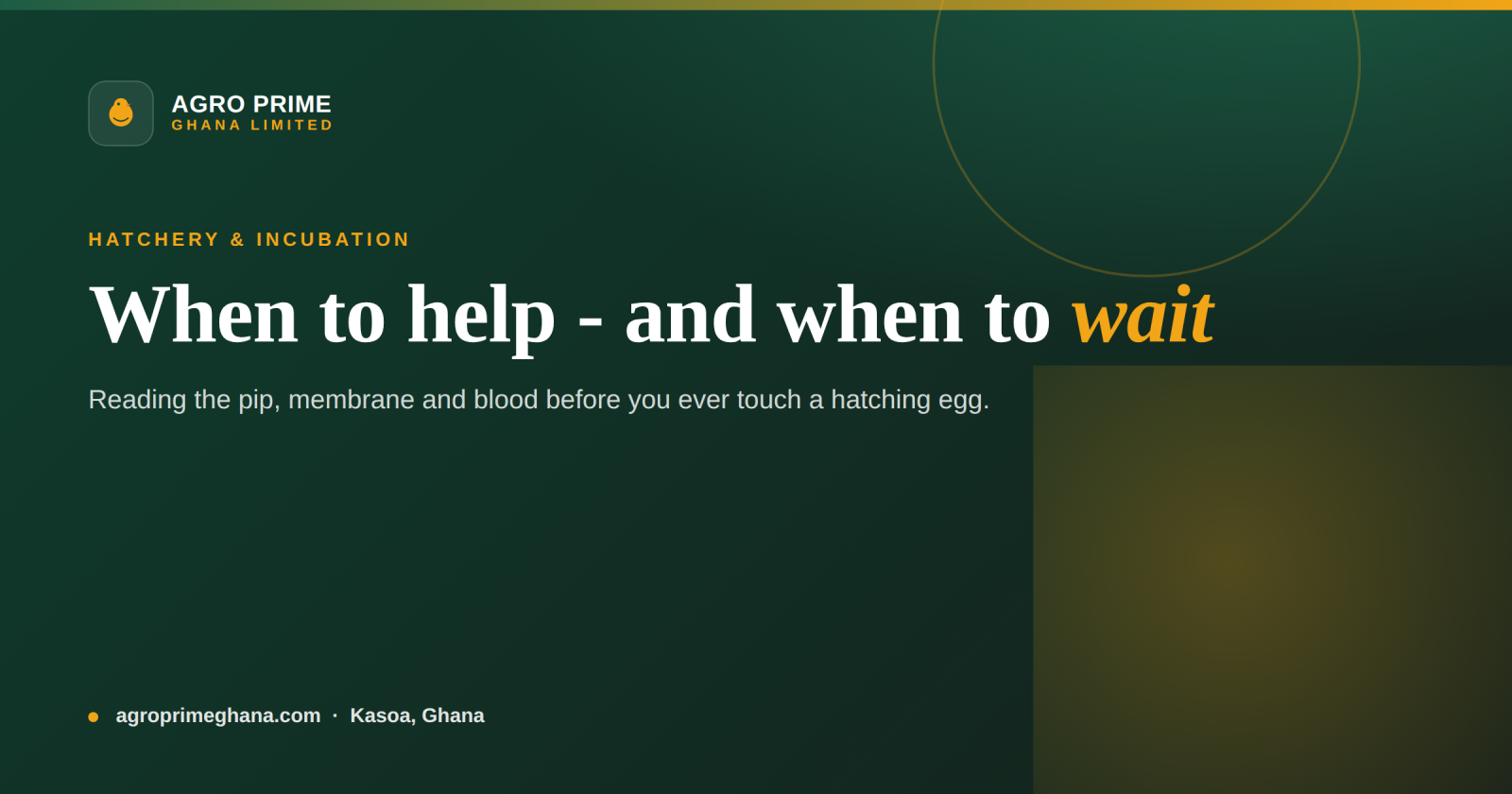 Assisted Hatching: When (and When Not) to Help a Chick — Agro Prime Ghana
