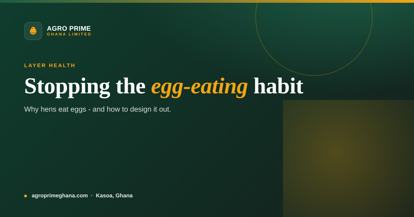Egg-Eating Hens: Why It Happens and How to Stop It — Agro Prime Ghana