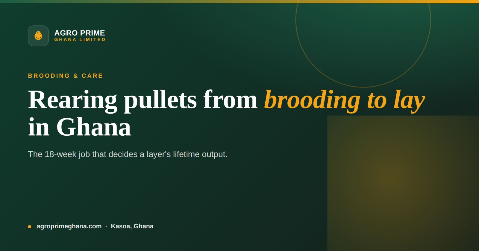 Rearing Pullets from Brooding to Lay in Ghana — Agro Prime Ghana