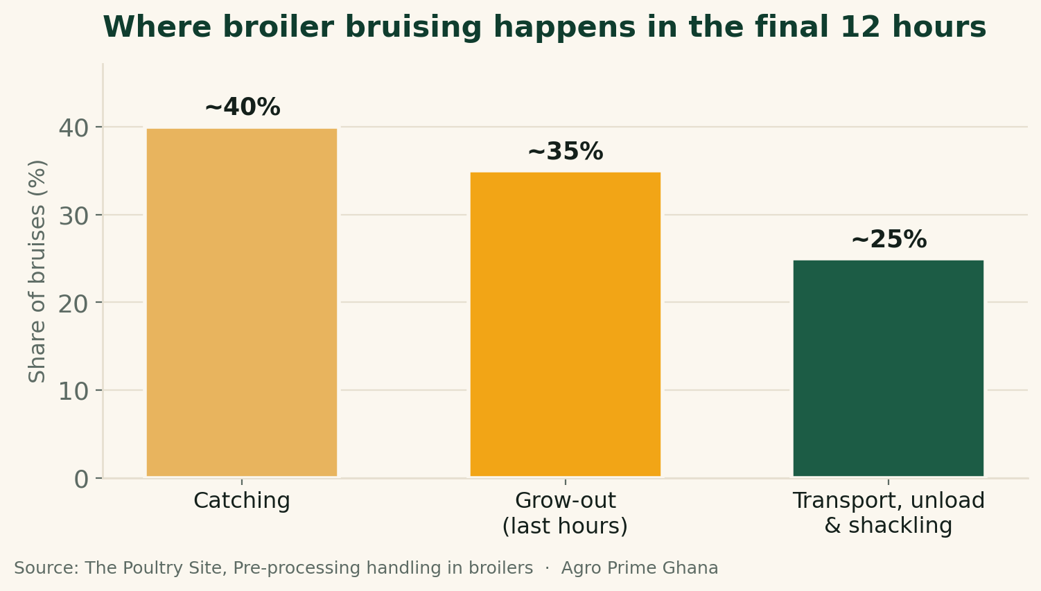 Bar chart showing where broiler bruising happens in the final 12 hours: about 40% at catching, 35% in the house, 25% in transport, from The Poultry Site.