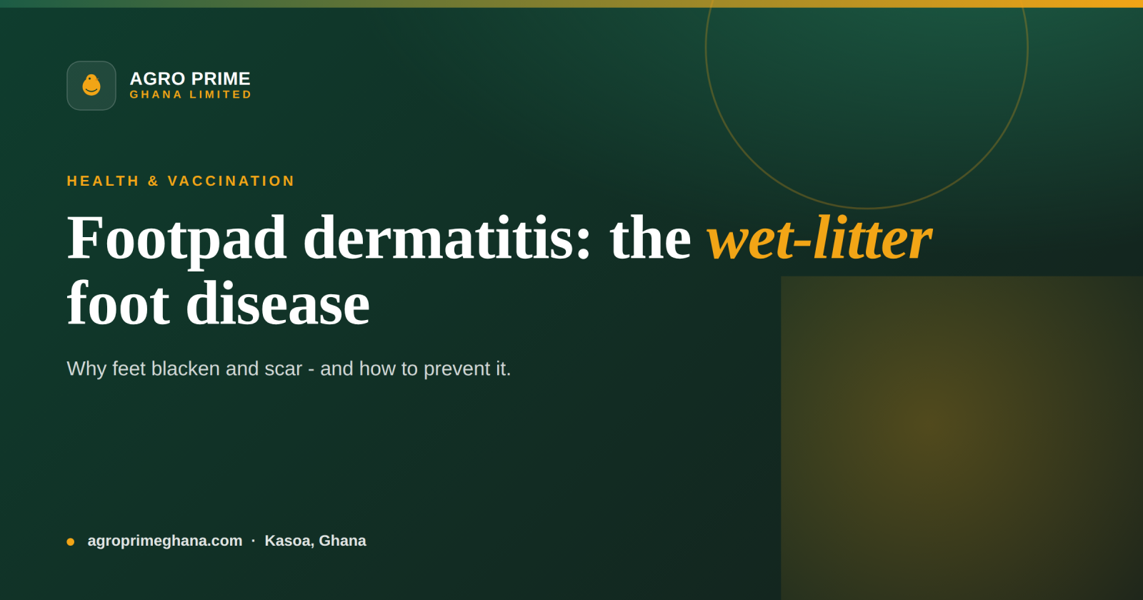 Footpad Dermatitis (Pododermatitis) in Poultry — Agro Prime Ghana