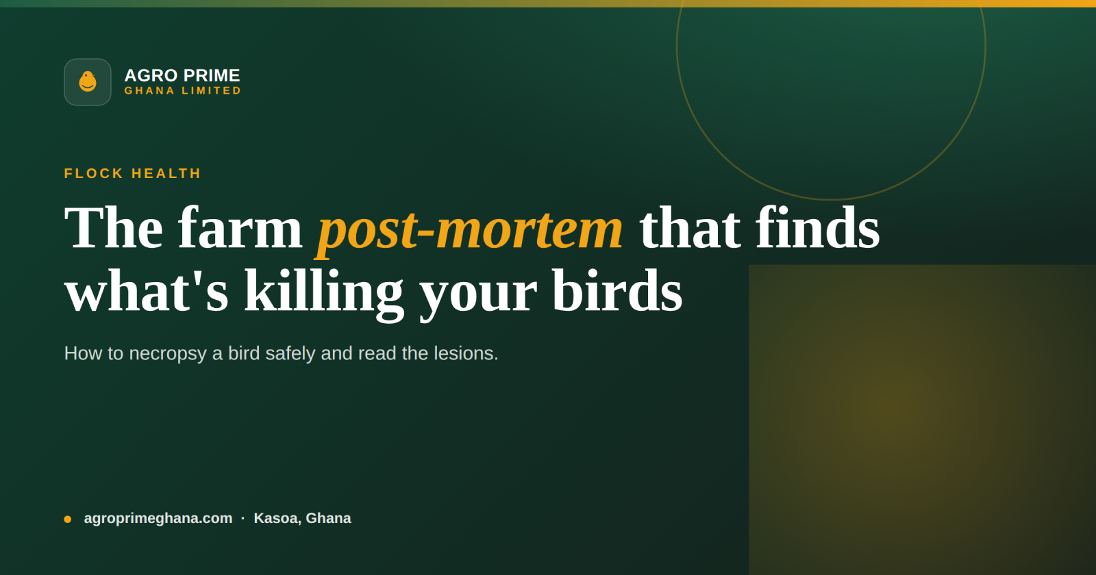 Poultry Post-Mortem Basics for Ghana Farmers — Agro Prime Ghana