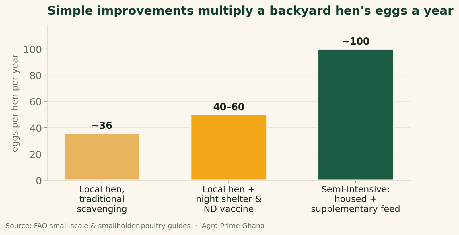Bar chart of eggs per hen per year rising with management: about 36 for a scavenging local hen, 40-60 with improved feeding and 100 in a semi-intensive backyard system. Source: FAO.