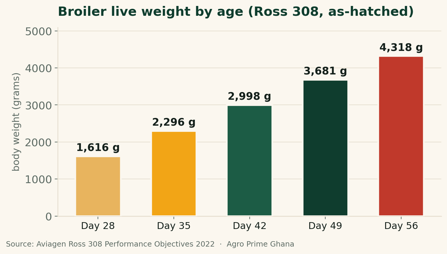 Bar chart of Ross 308 as-hatched broiler body weight from day 28 to day 56, showing how placement date determines finish weight, from Aviagen 2022 data.