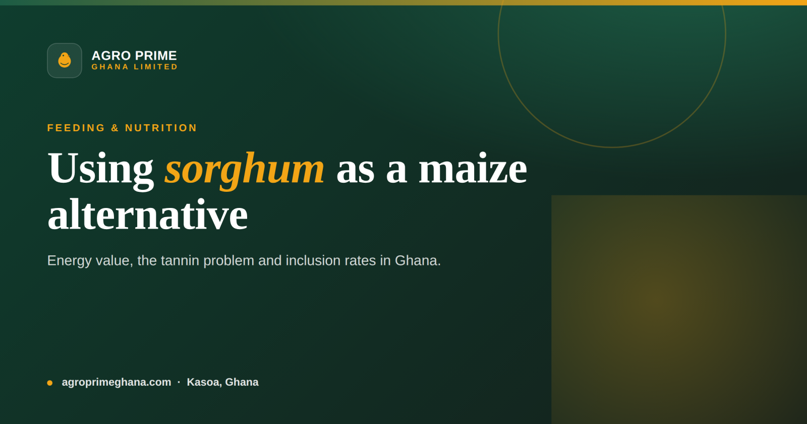 Sorghum in Poultry Feed in Ghana: A Maize Alternative & the Tannin Problem — Agro Prime Ghana