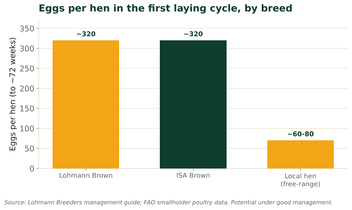 Bar chart of eggs per hen in the first laying cycle: Lohmann Brown ~320, ISA Brown ~320, local hen ~60-80. Source: Lohmann, FAO.