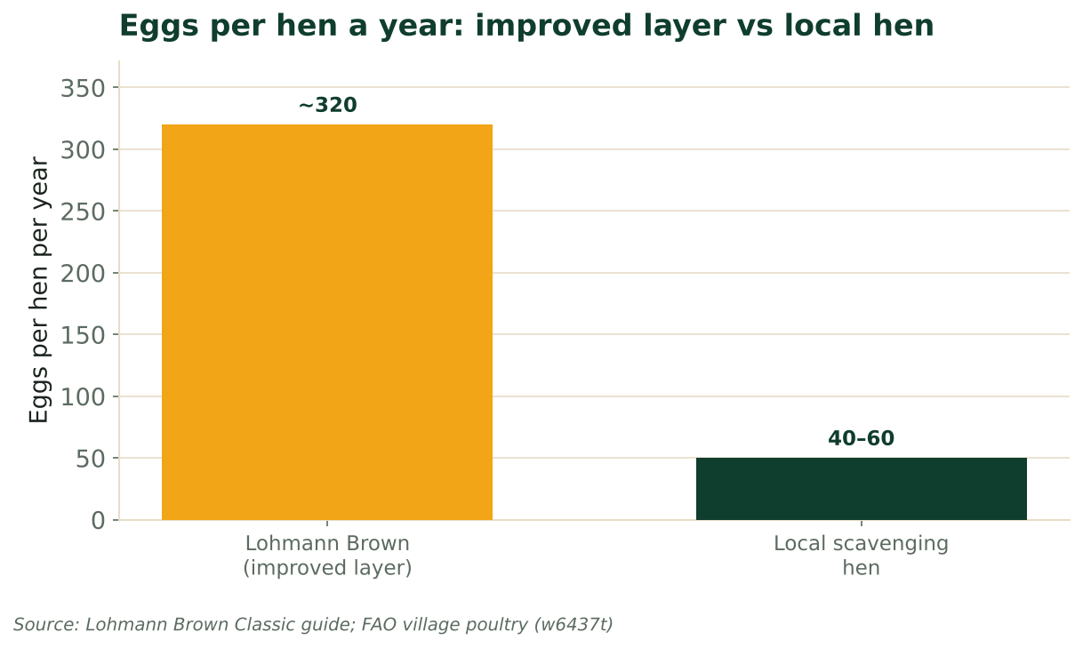 Bar chart comparing eggs per year: ~320 from an improved Lohmann Brown layer vs 40-60 from a local hen. Source: Lohmann guide; FAO.