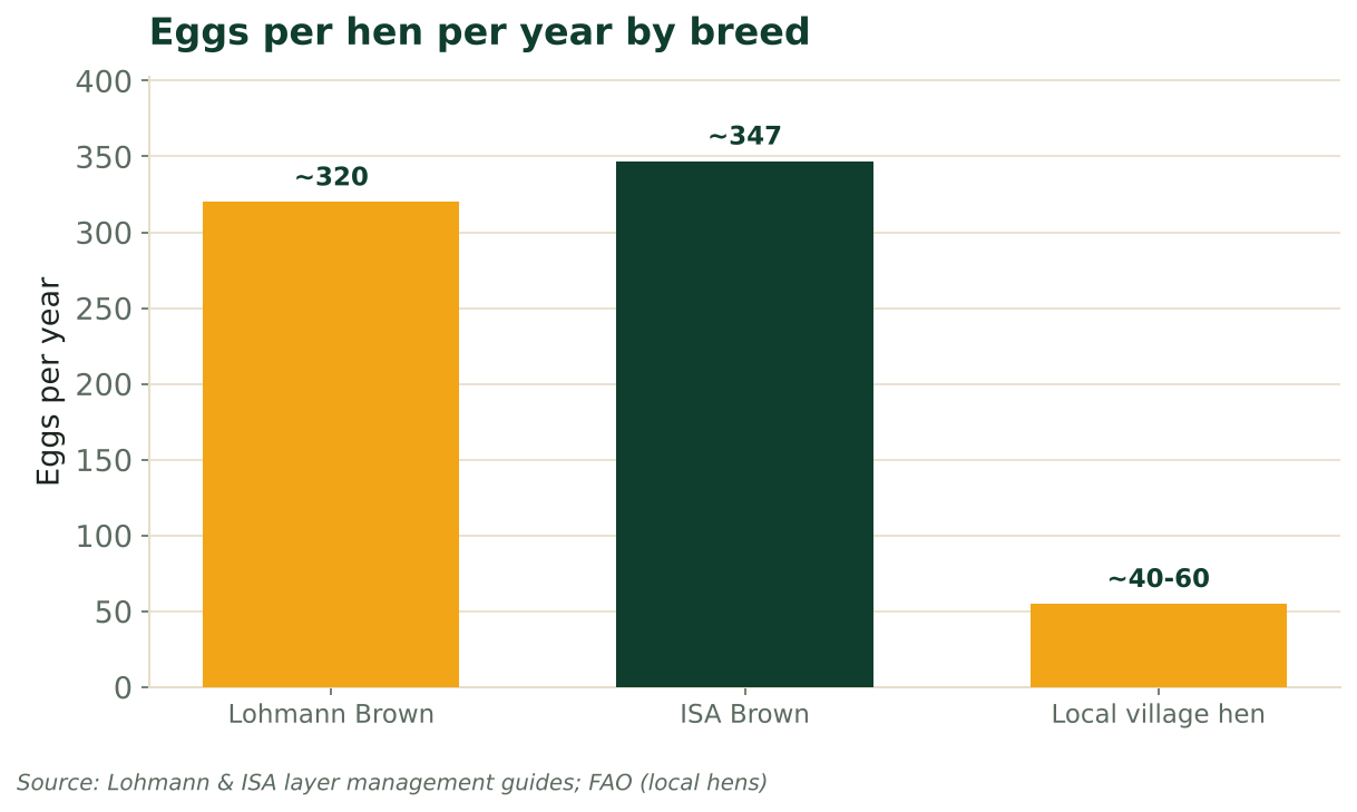 Bar chart of eggs per hen per year: Lohmann Brown ~320, ISA Brown ~347, local village hen ~40-60. Source: Lohmann & ISA guides; FAO.