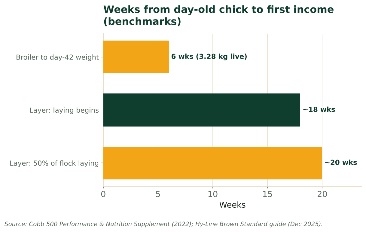 Bars show broilers reach market weight at about 6 weeks, while layers start laying near week 18. Source: Cobb 500 supplement (2022); Hy-Line Brown guide (Dec 2025).
