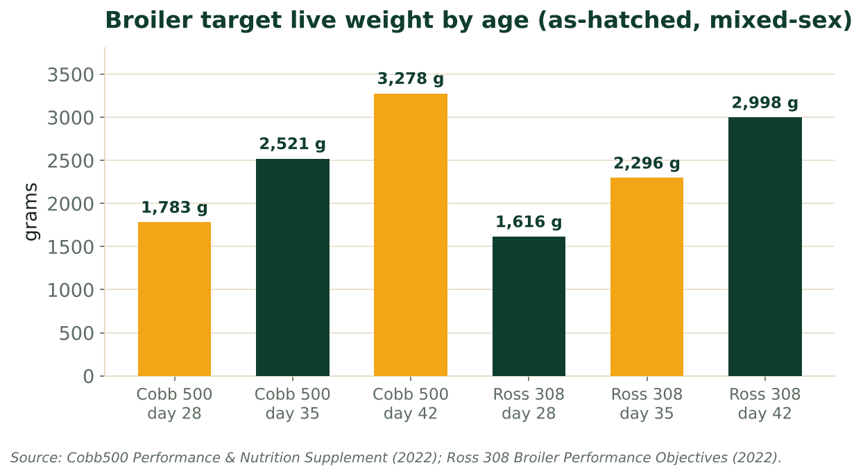 Bars show Cobb 500 and Ross 308 target live weights at days 28, 35 and 42, rising from about 1.6 kg to 3.3 kg. Source: Cobb 500 Supplement (2022); Ross 308 Objectives (2022).