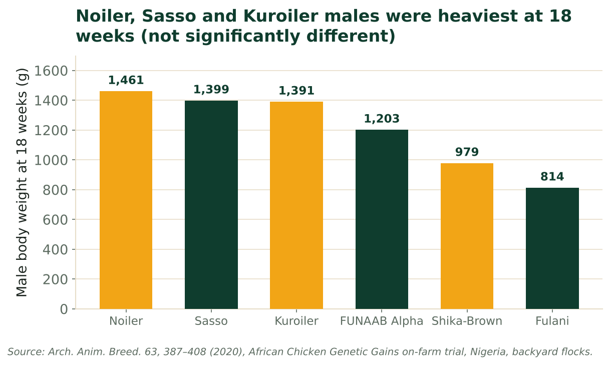 Bars show male body weight at 18 weeks for six dual-purpose breeds, with Noiler at about 1,461 g. Source: Archives of Animal Breeding 63 (2020).