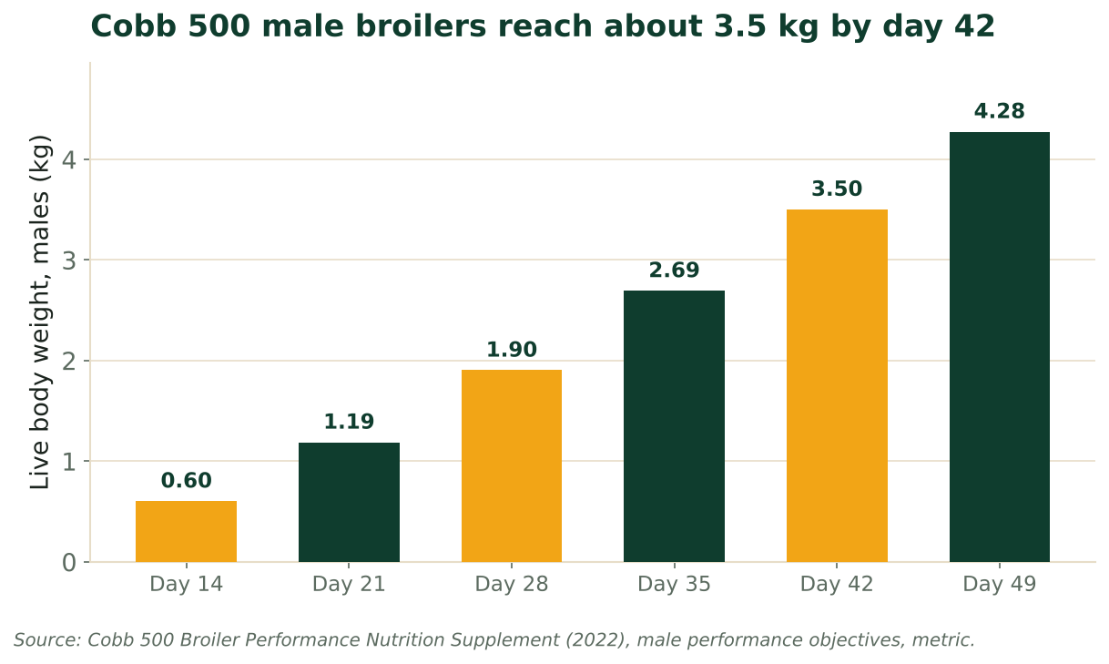 Bars show Cobb 500 male live weight from day 14 to day 49, reaching about 3.5 kg by day 42. Source: Cobb 500 Performance Supplement (2022).