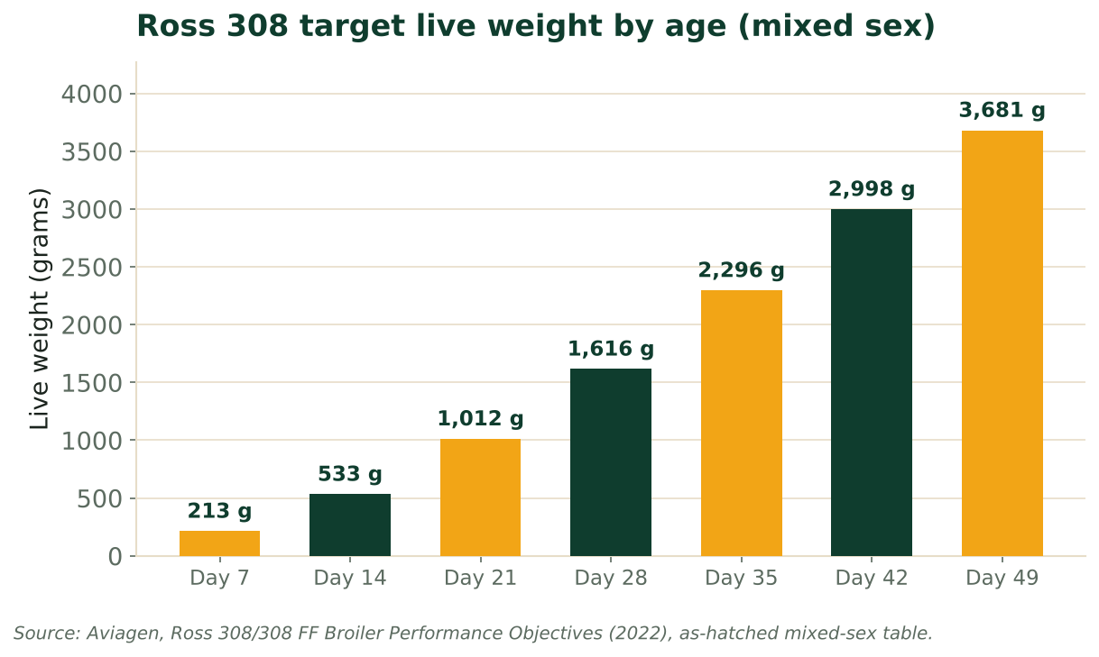 Bar chart of Ross 308 target live weight by day, from 213 g at day 7 to 3,681 g at day 49. Source: Aviagen Ross 308 Performance Objectives 2022.