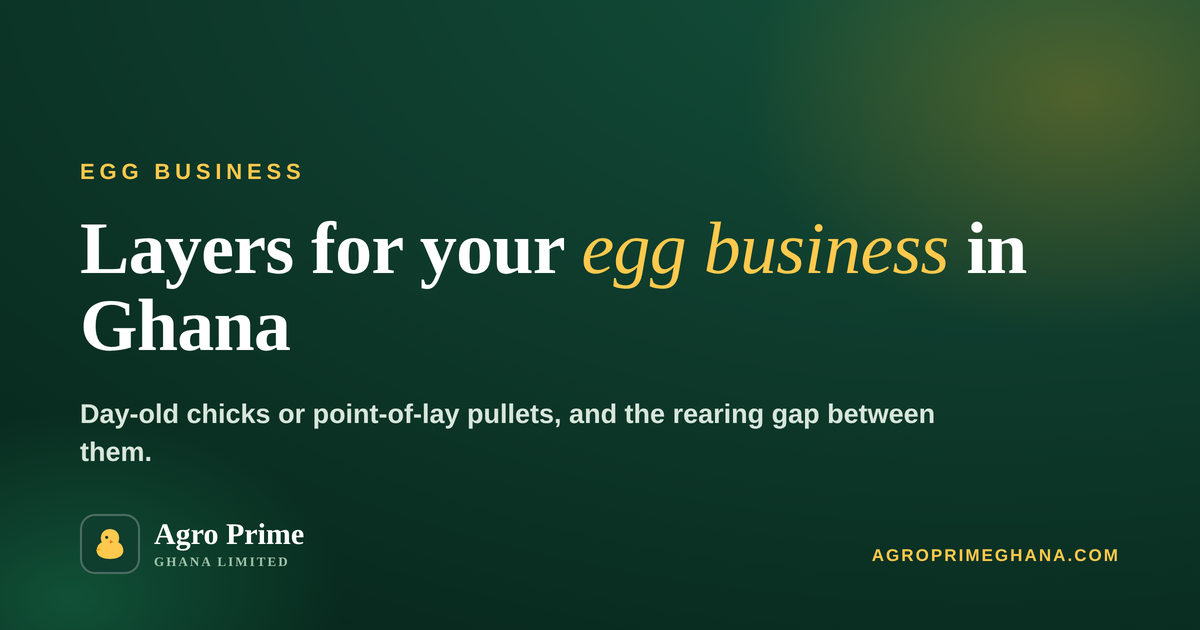 Buy Layers for an Egg Business in Ghana: What to Know — Agro Prime Ghana