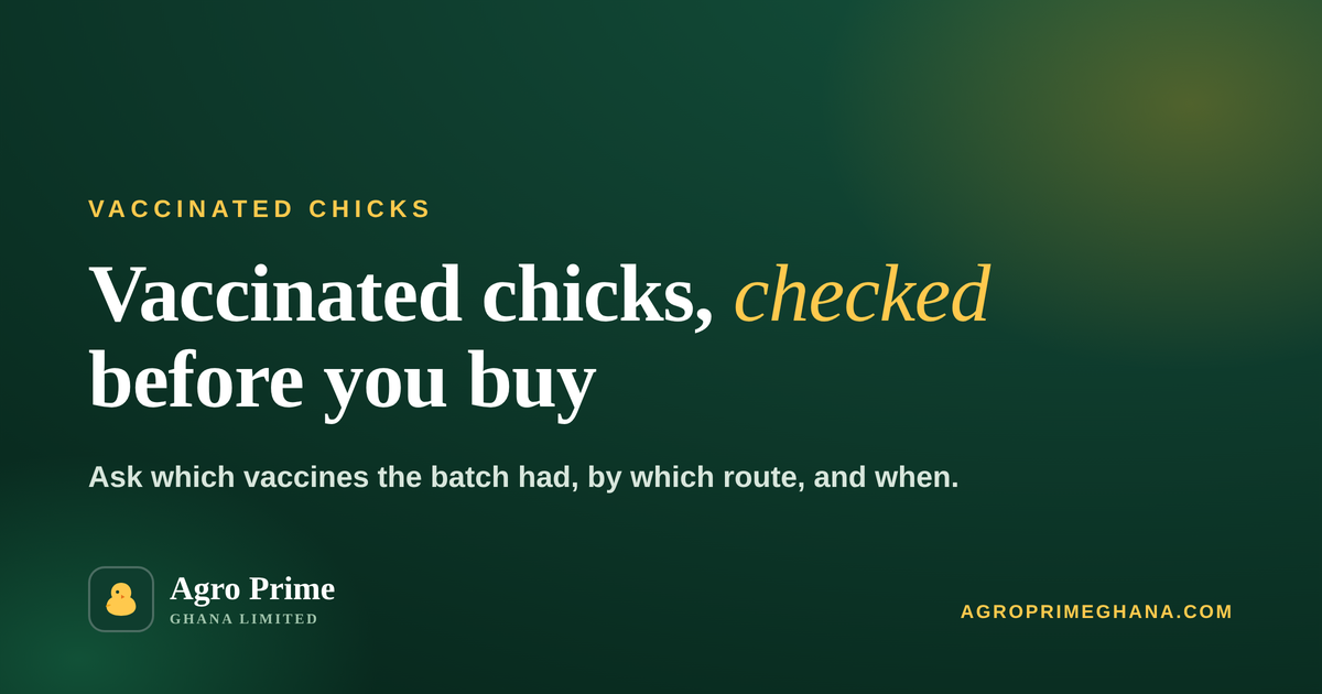 Vaccinated Day-Old Chicks for Sale in Ghana: What to Ask — Agro Prime Ghana