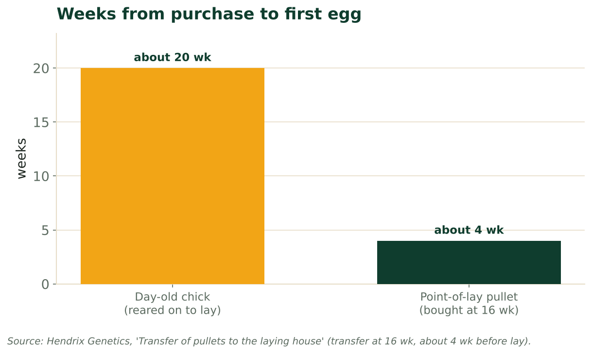 Bar chart of weeks from purchase to first egg: day-old chick about 20 weeks, point-of-lay pullet bought at 16 weeks about 4 weeks. Source: Hendrix Genetics pullet transfer guide.