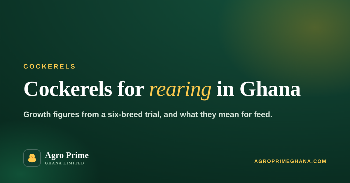 Cockerels for Rearing in Ghana: Types, Growth and Feed — Agro Prime Ghana