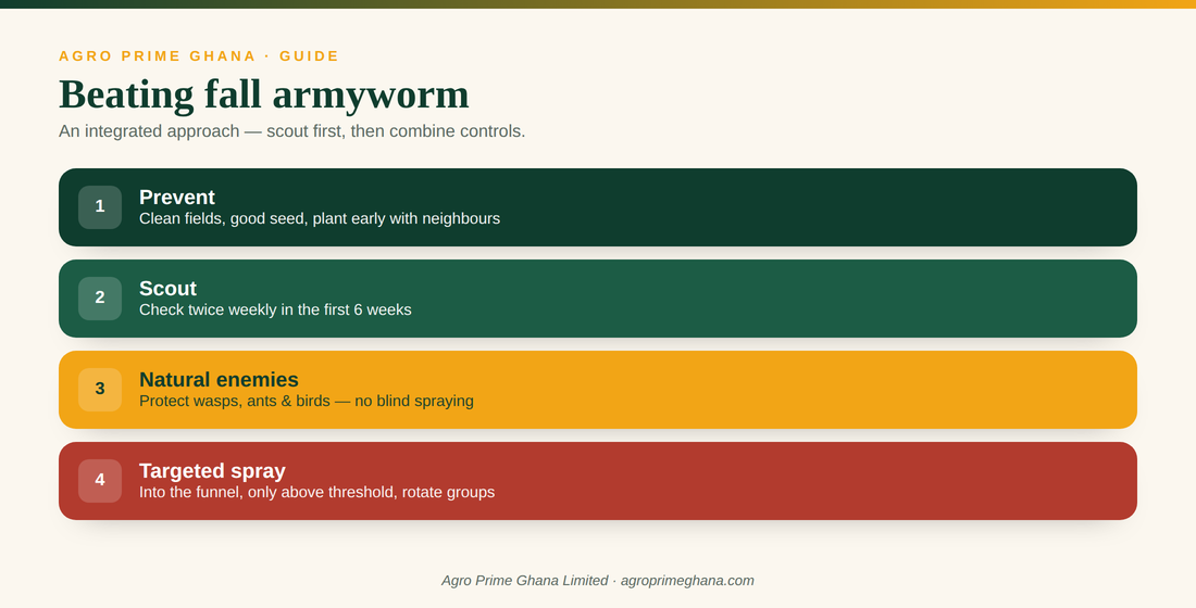 Fall armyworm scouting and control options for maize in Ghana, Agro Prime Ghana Limited
